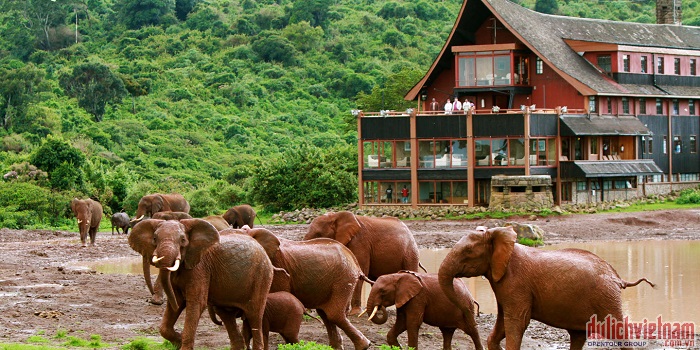 the ark lodge