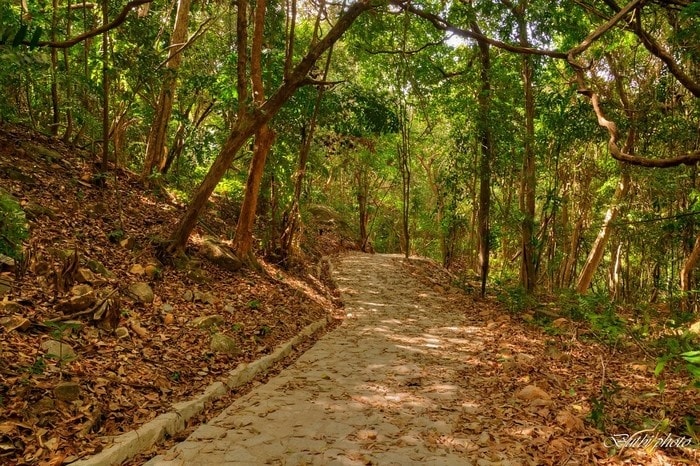 Rừng nguyên sinh ông Đụng