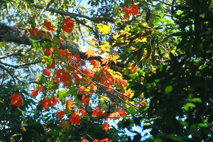Vẻ đẹp rừng lá phong làm nhiều người mê hoặc