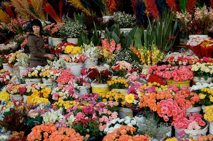 Đa sắc loại hoa Đà Lạt