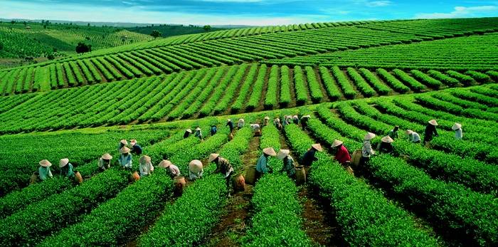 Đồi chè Cầu Đất 