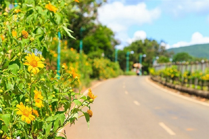 Hoa khoe sắc bên vệ đường ở Đà Lạt