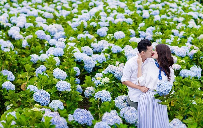 Vườn hoa cẩm tú cầu