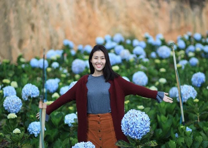 Chiêm ngưỡng vẻ đẹp hoa cẩm tú cầu 