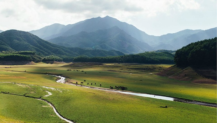  Những chú bò ung dung gặm cỏ