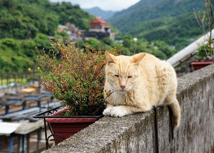 Ngôi làng Hutong 