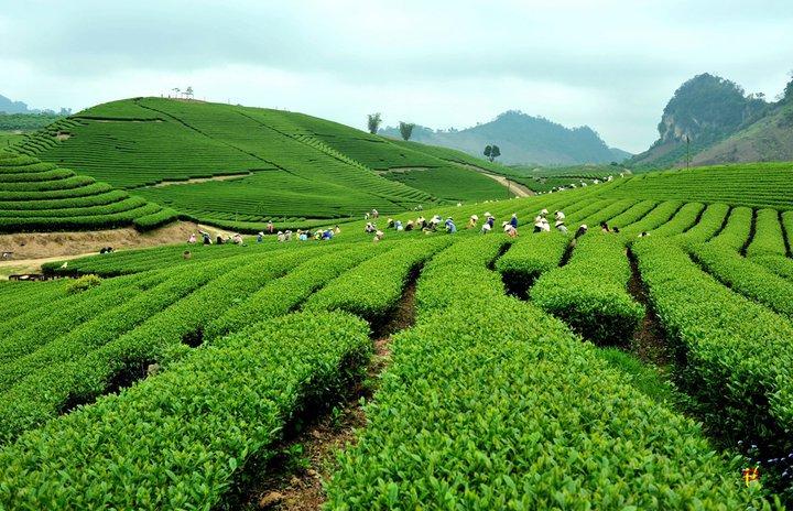 Vườn Trà Ô Long Đài Loan