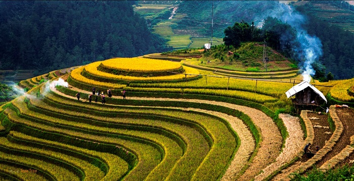 Mùa lúa chín khi tiết trời sang thu 