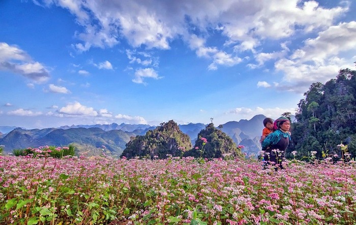 Hoa tam giác mạch phất hồng mơn mởn