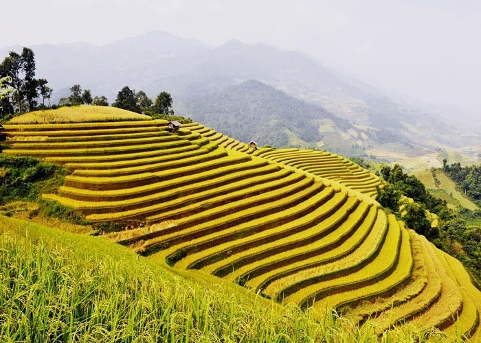 Màu vàng ươm mùa lúa chín 