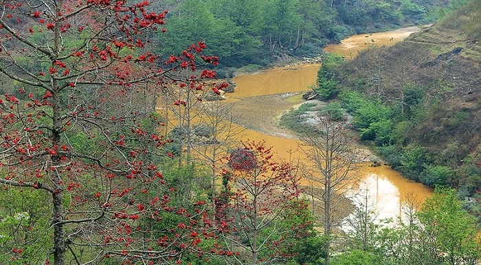 Nơi nào ở Hà Giang, hoa gạo vẫn nở