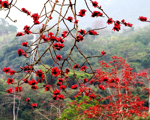 Sắc đỏ của hoa gạo ở Hà Giang