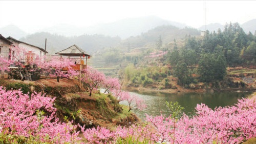 Mùa hoa mận, đào Hà Giang