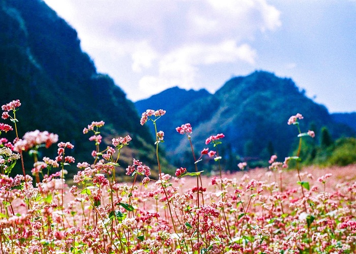 Hoa tam giác mạch khoe sắc 