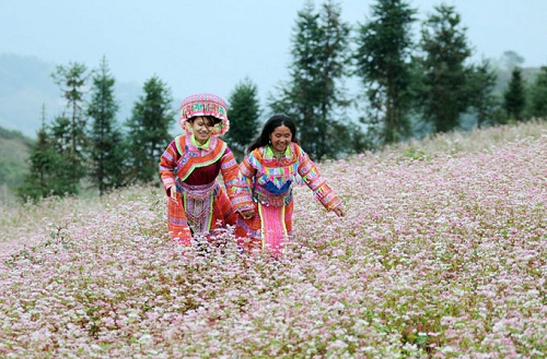 Mùa hoa tam giác mạch Hà Giang