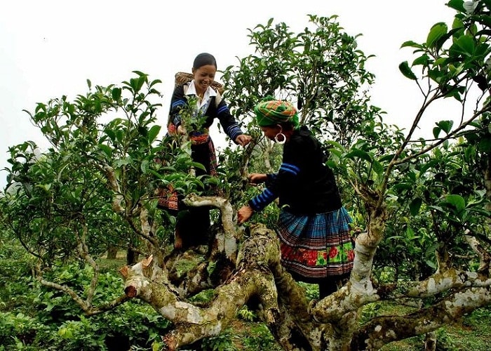 Người dân hái trà Shan Tuyết trên cây cổ thụ