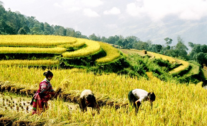 Người dân đang gặt lúa ở Ruộng bậc thang Hoàng Su Phì