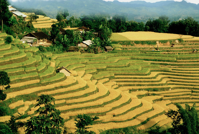 Vẻ đẹp tự nhiên của Ruộng bậc thang Hoàng Su Phì