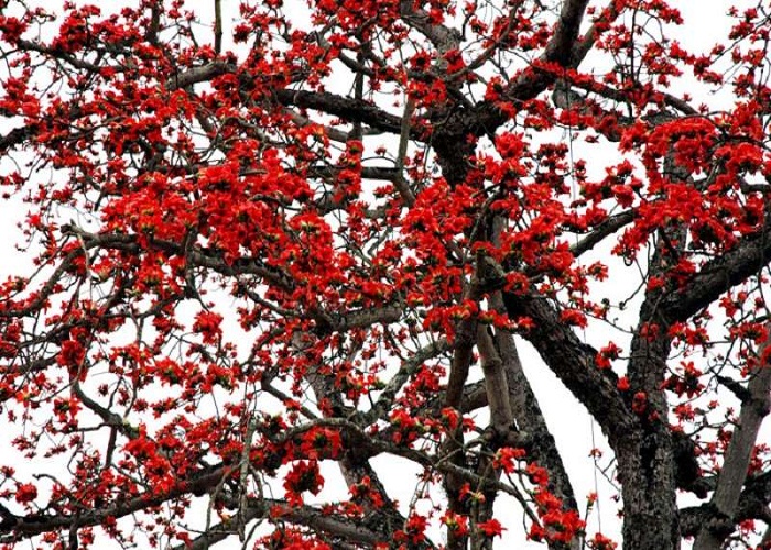Hoa gạo khoe sắc ở Hà Giang 