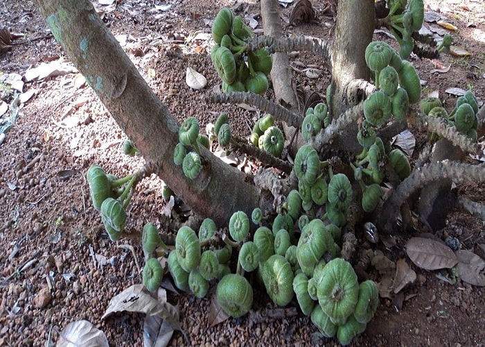 Trái vả Huế