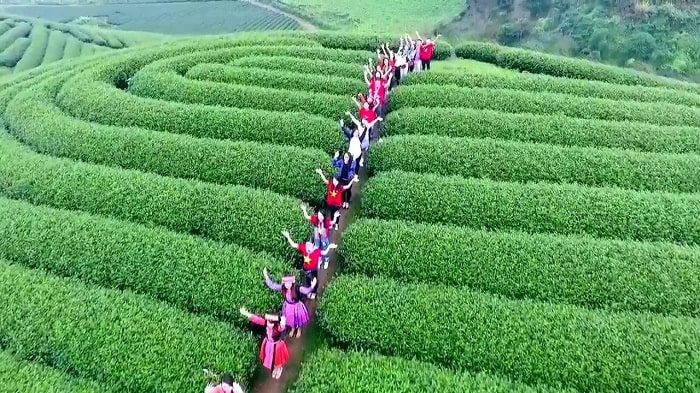 Đồi chè trái tim
