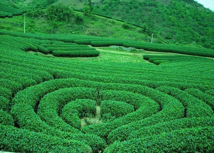 Đồi chè trái tim
