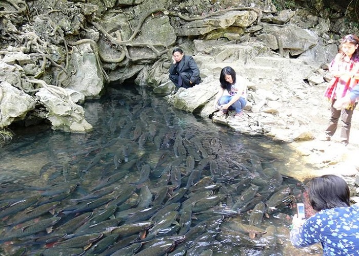 Suối Cá Thần Cẩm Lương