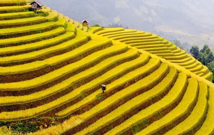 Ruộng bậc thang Mù Cang Chải