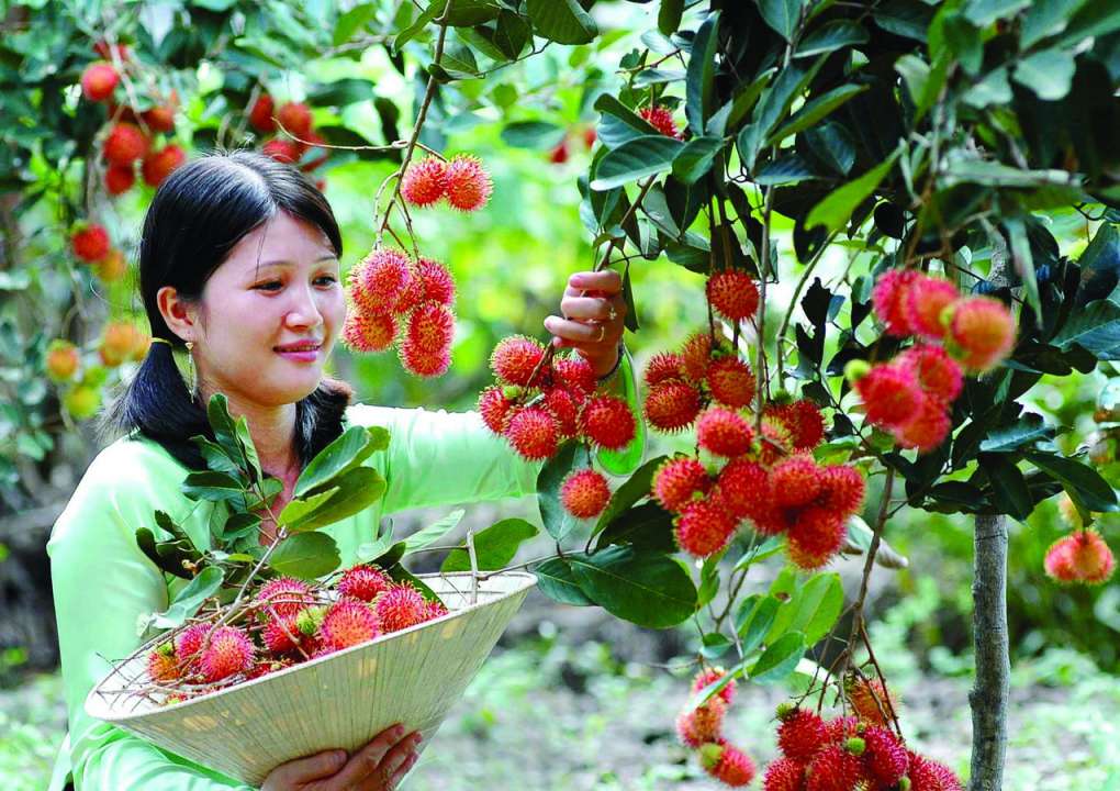 Vườn trái cây miền Tây Vườn trái cây miền Tây