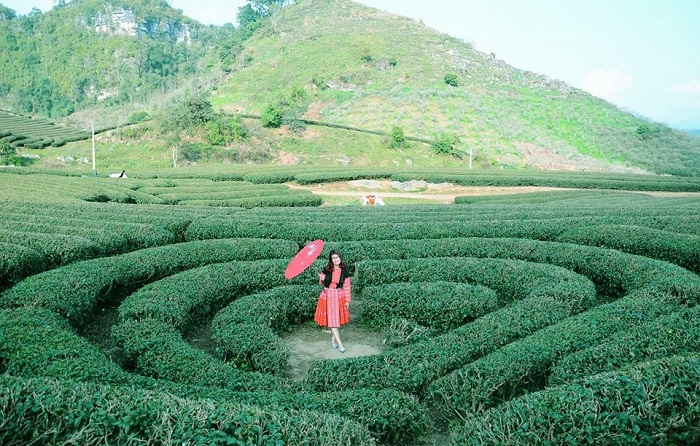 Đồi Chè Mộc Châu