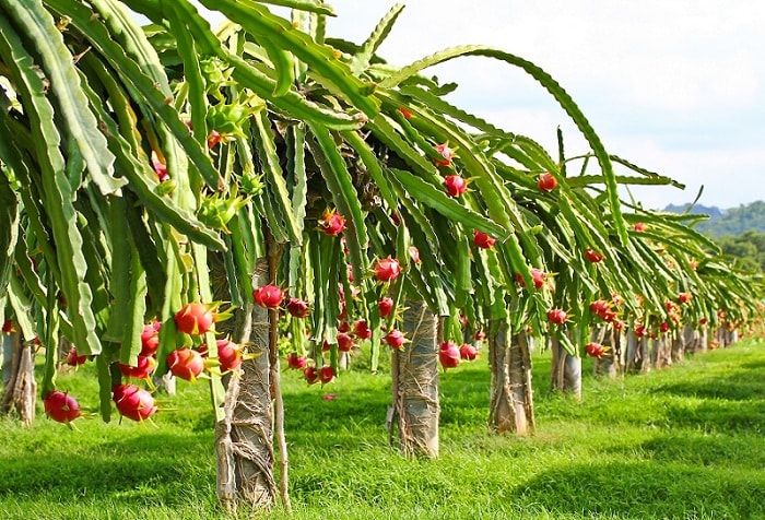 Thanh long đặc sản Mũi Né - Phan Thiết