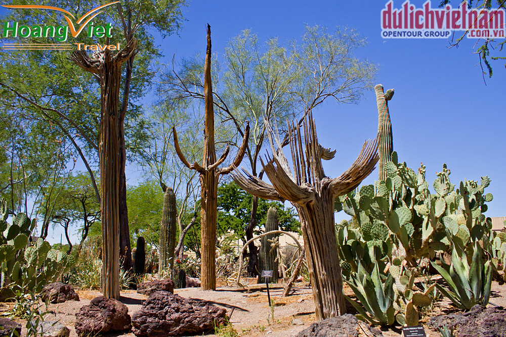 Vườn thực vật quý hiếm Cactus