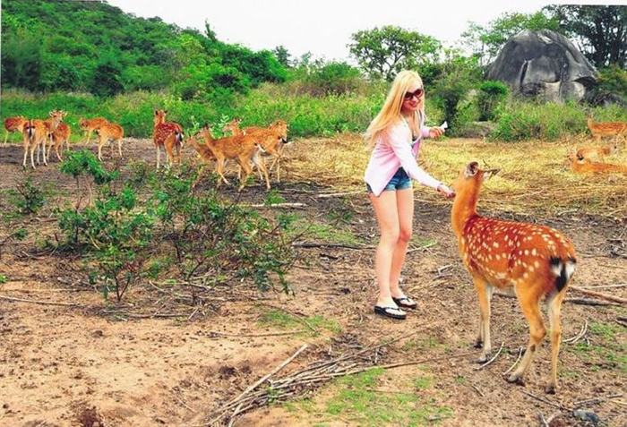 Du khách vui đùa cùng hươu trên đảo Hoa Lan Đảo-hoa-lan