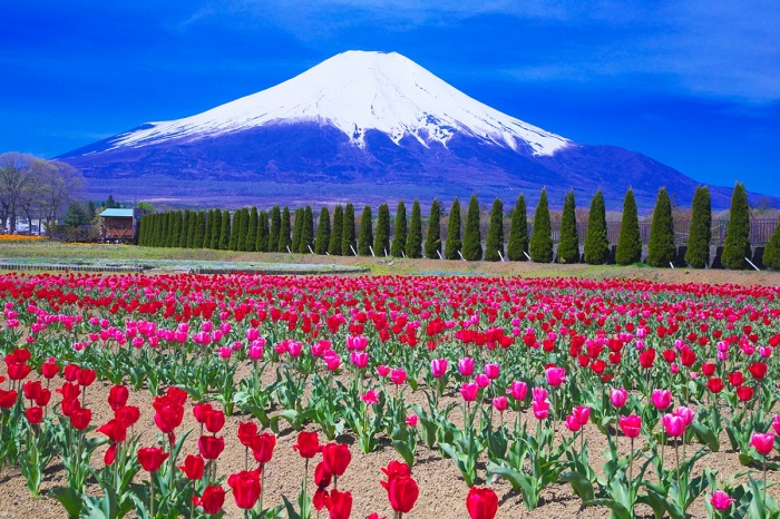 Yamanaka Hananomiyako Park Yamanaka Hananomiyako Park