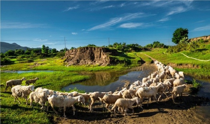 Du Lịch Ninh Thuận