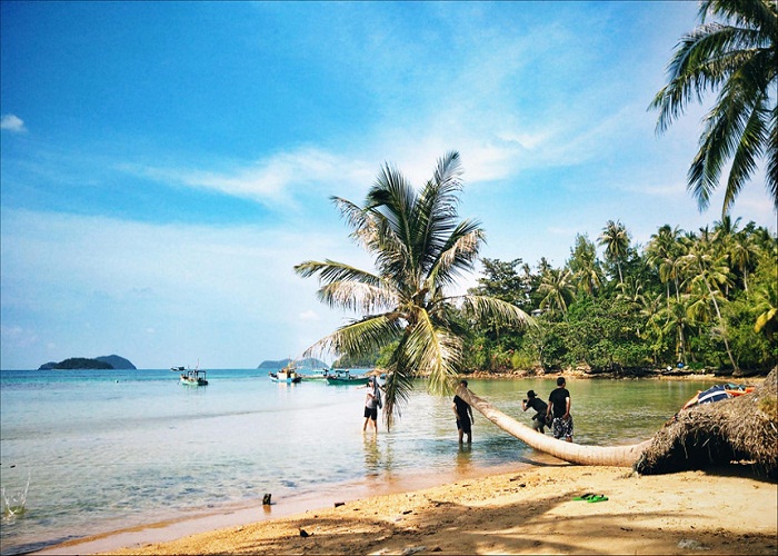 Cây dừa nổi tiếng ở Hòn Dừa