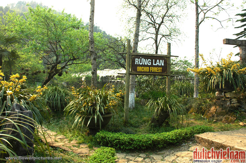 Du khách có thể chiêm ngưỡng rất nhiều loại hoa Lan tại vườn Lan