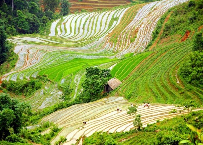 Ruộng bậc thang xanh ngắt làm mê hoặc lòng người