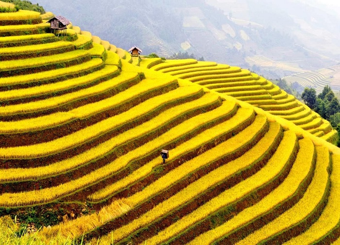Thửa ruộng bậc thang vàng óng ánh vào mùa thu hoạch