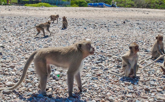 Đảo khỉ monkey island pattaya