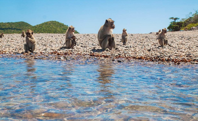 Đảo khỉ monkey island pattaya