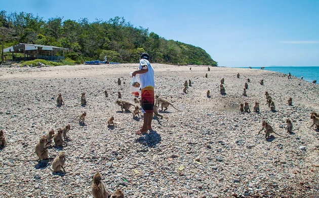 Đảo khỉ monkey island pattaya