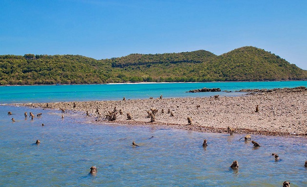 Đảo khỉ monkey island pattaya