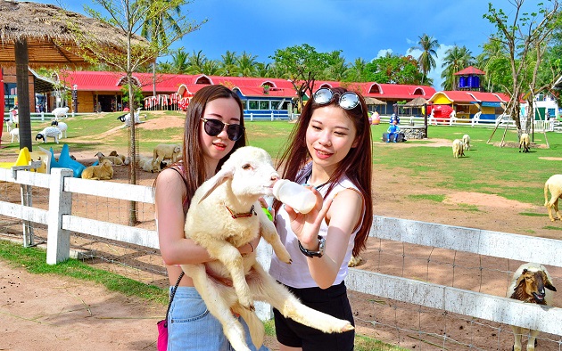 Vườn Cừu Pattaya vô cùng dễ thương