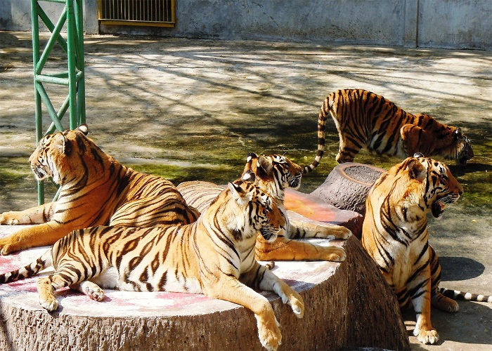 Vườn thú Tiger Zoo Sriracha Vườn thú Tiger Zoo Sriracha