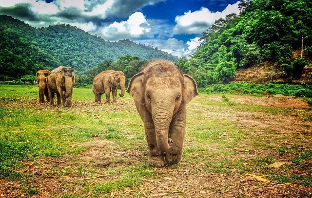 Công viên Voi chiang mai
