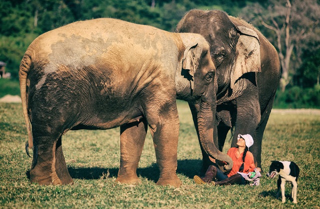 Công viên Voi chiang mai