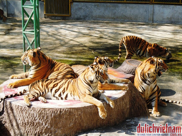 Trải hổ Thái Lan