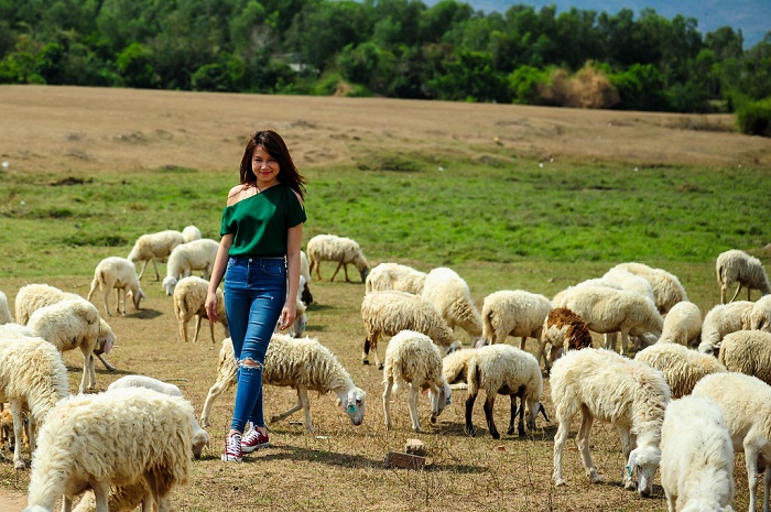 Đồng cừu Châu Pha 