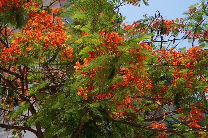 Hoa phượng vĩ Hà Nội